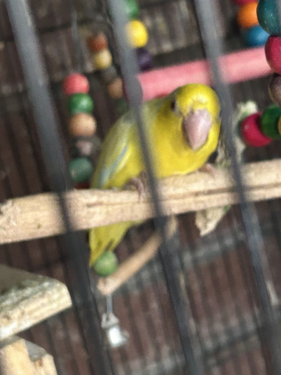 Parrotlets