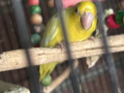 Parrotlets