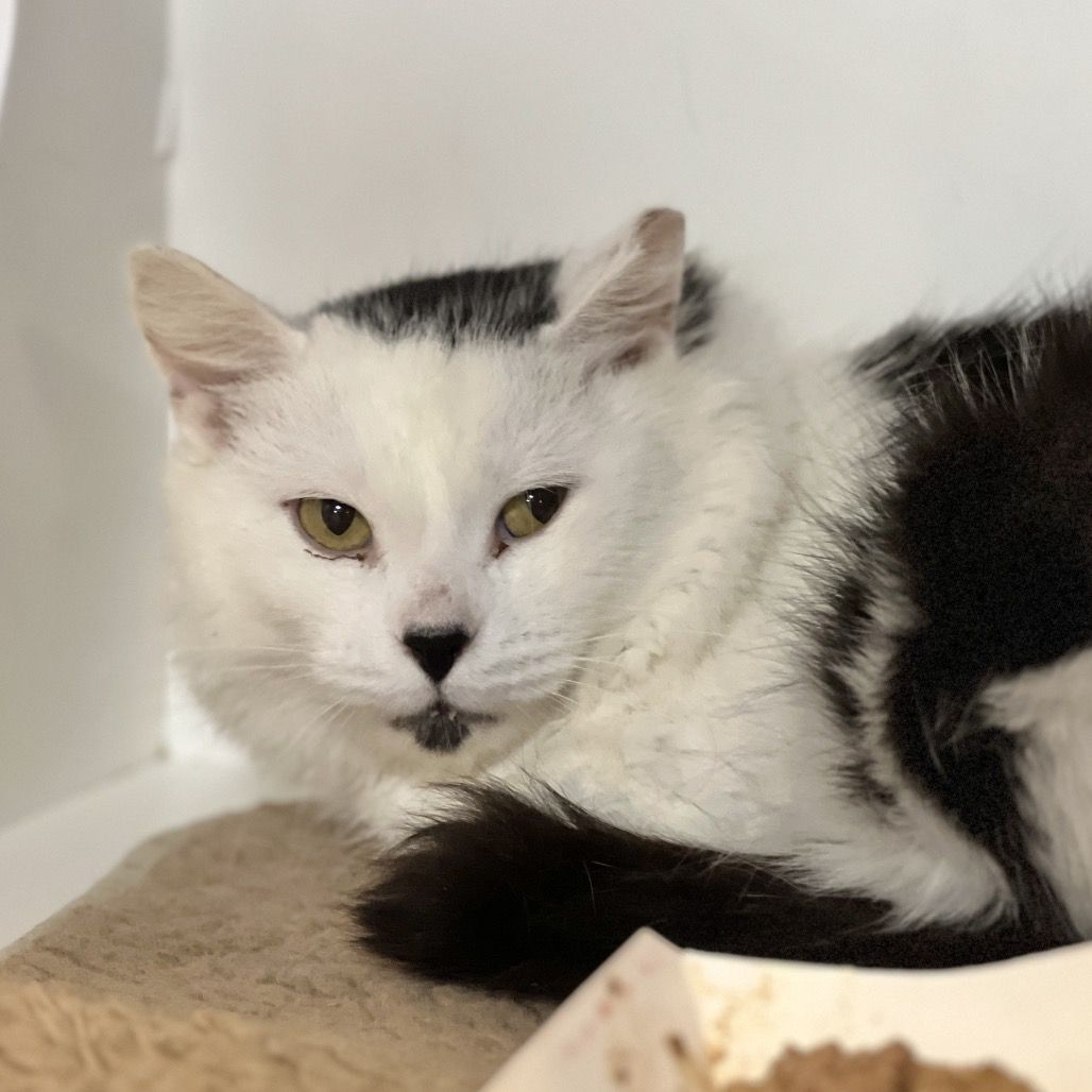 Hello my name is Blackstar