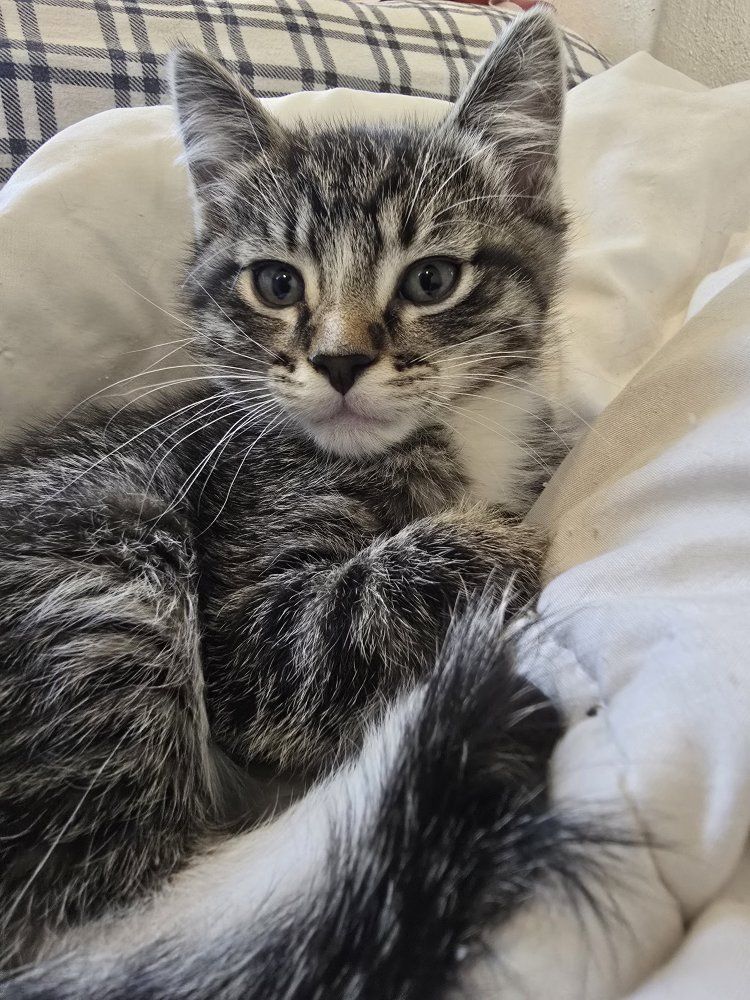 Free male kitten in Logan