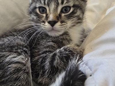Free male kitten in Logan