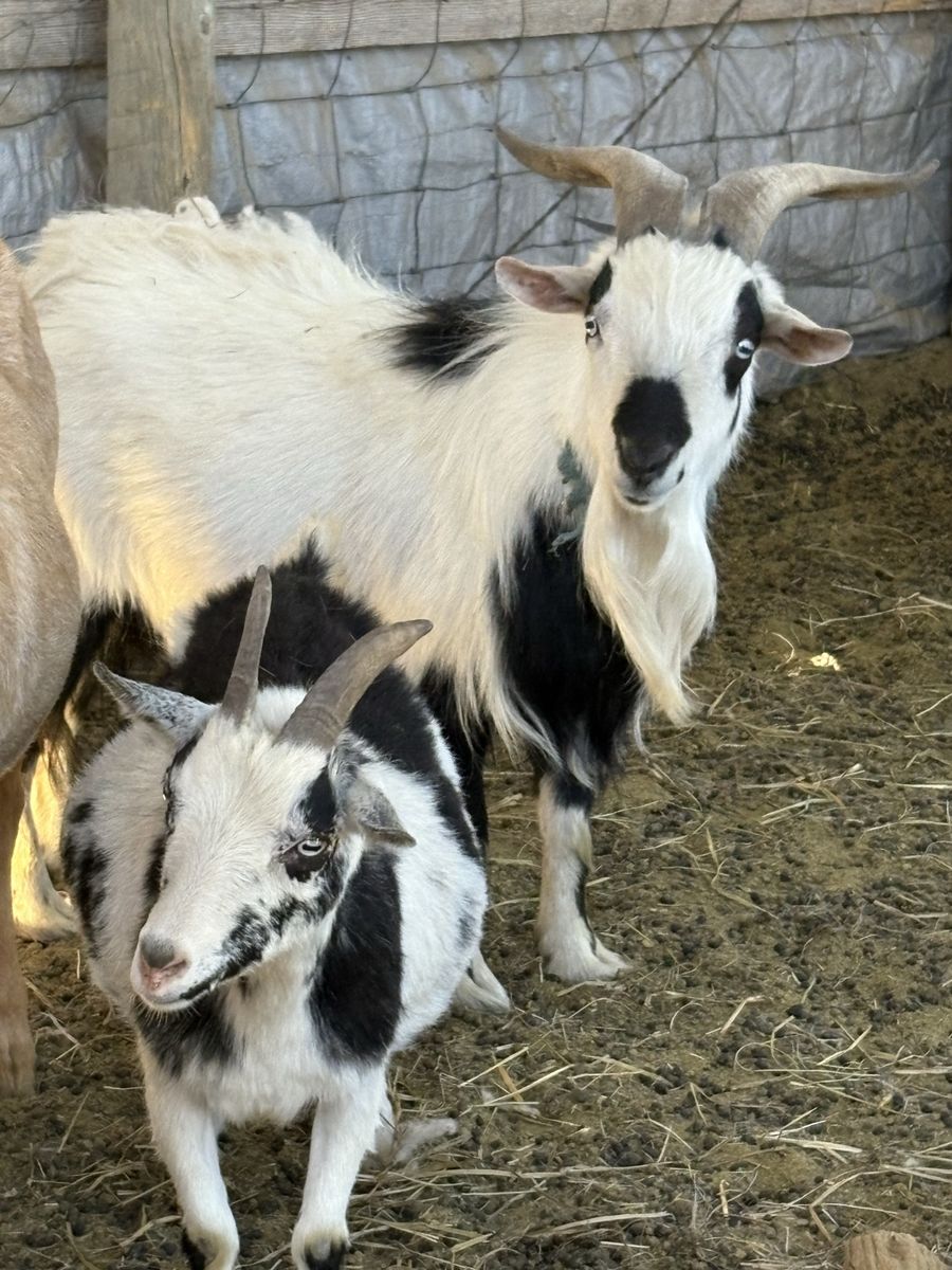 Goats