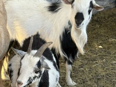 Goats