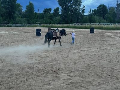 Pony