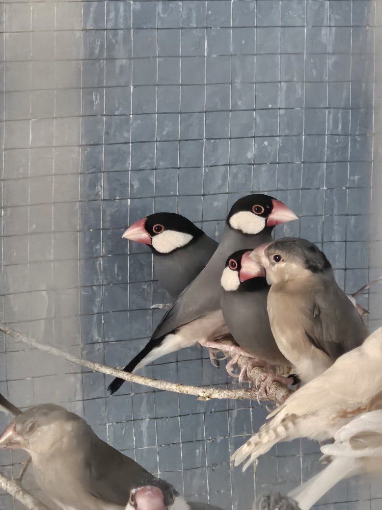 Java Finches for sale!