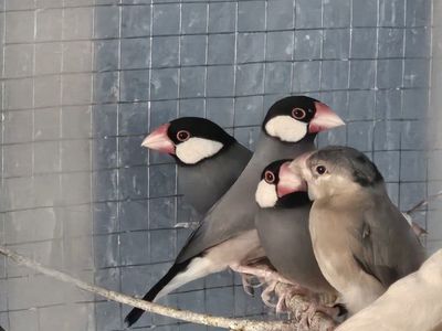 Java Finches for sale!