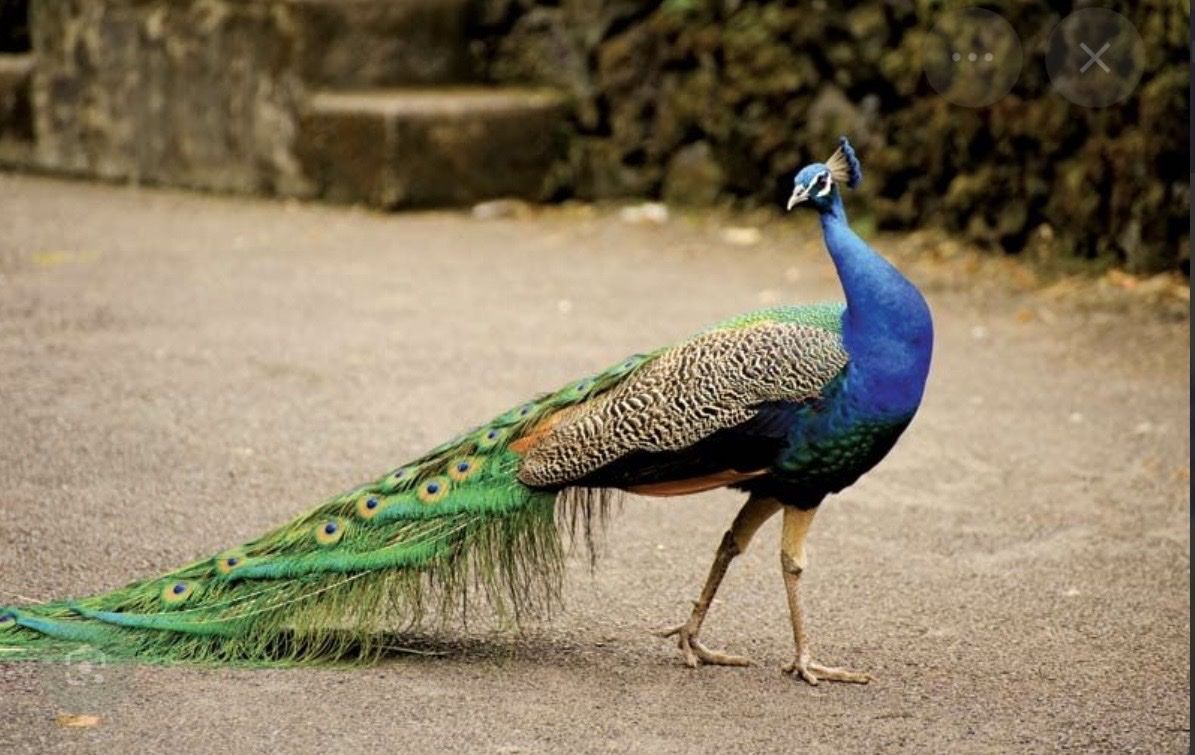 Blue shoulder peacock