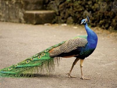 Blue shoulder peacock
