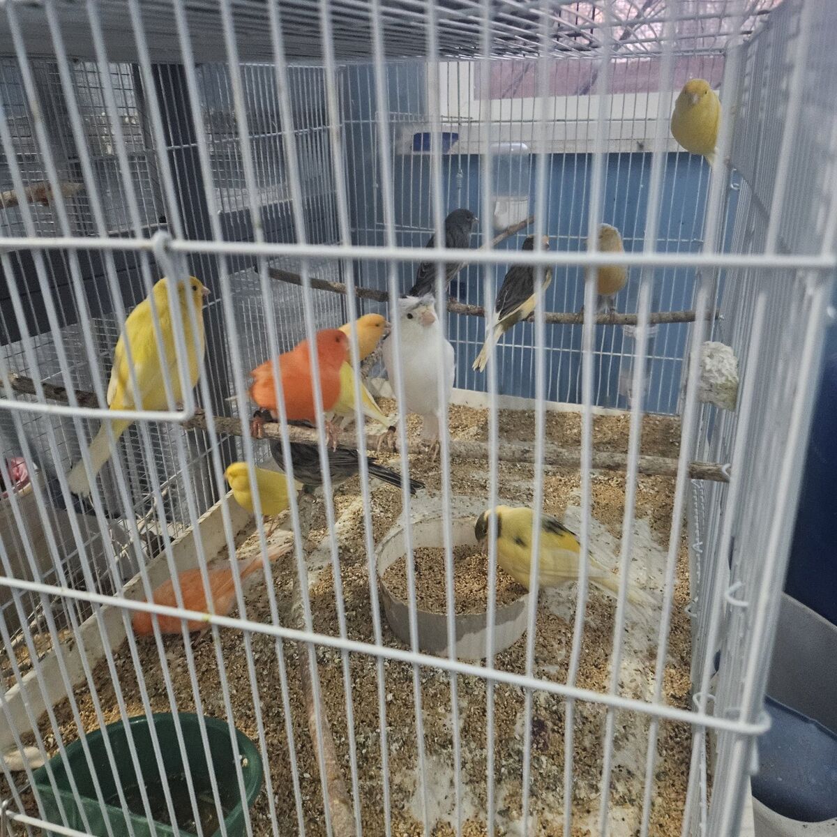 Male singer! all colors and ages