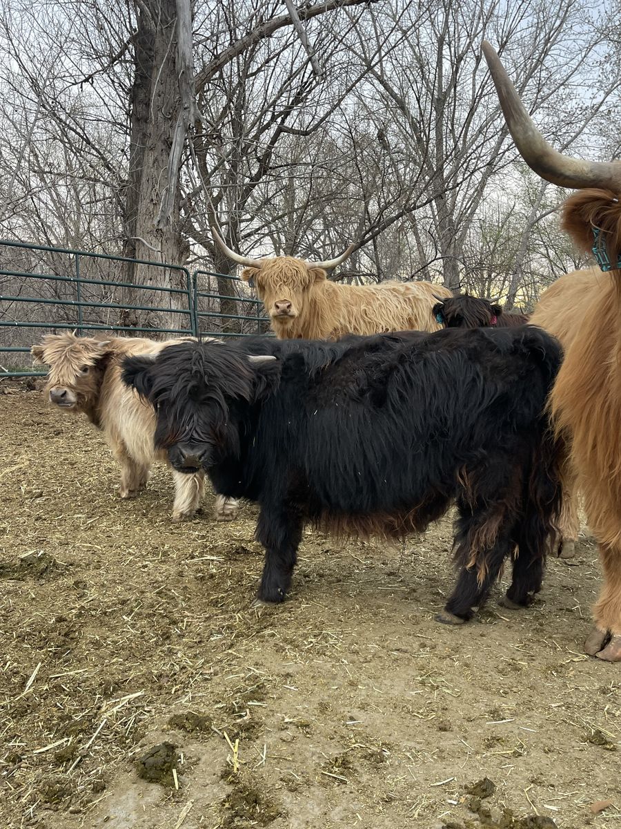 Mini Scottish Highland Bull