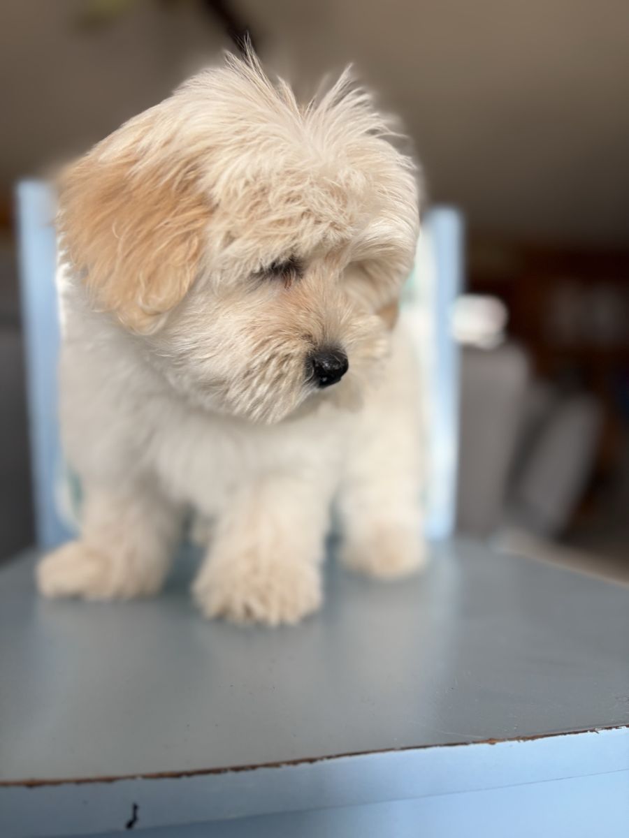 Coton de Tulear Puppies
