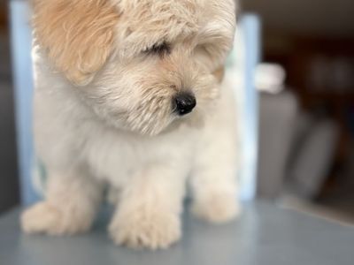 Coton de Tulear Puppies