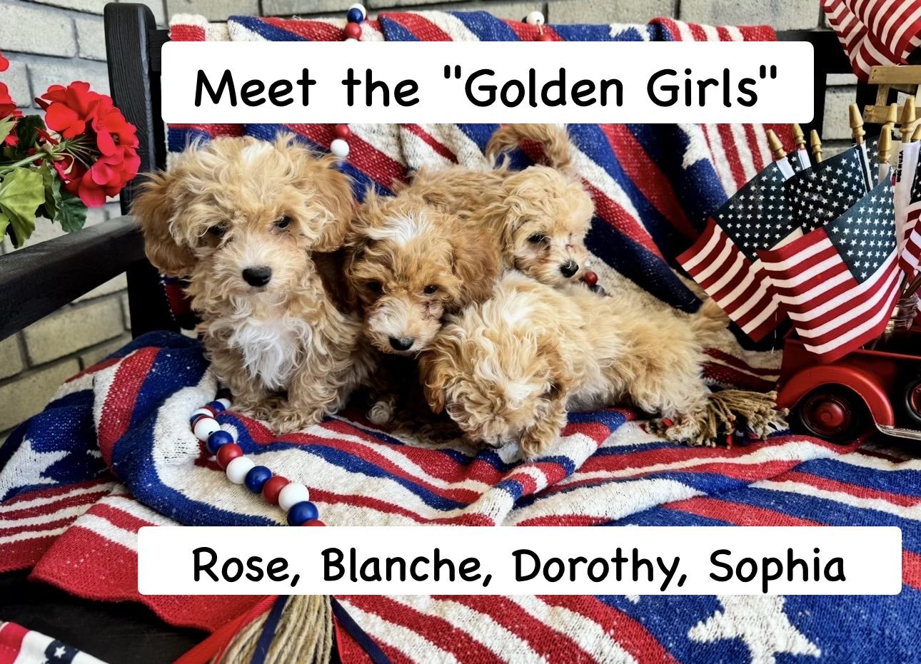 Adorable Mini Poochon/Bichoodle Puppies - Hypoallergenic & Potty Trained (4 Girls Available)