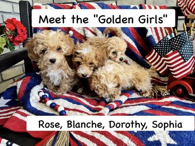 Adorable Mini Poochon/Bichoodle Puppies - Hypoallergenic & Potty Trained (4 Girls Available)