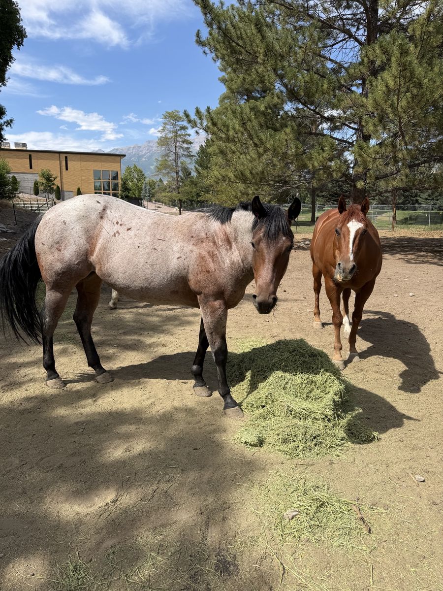 Horse for sale!
