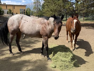 Horse for sale!