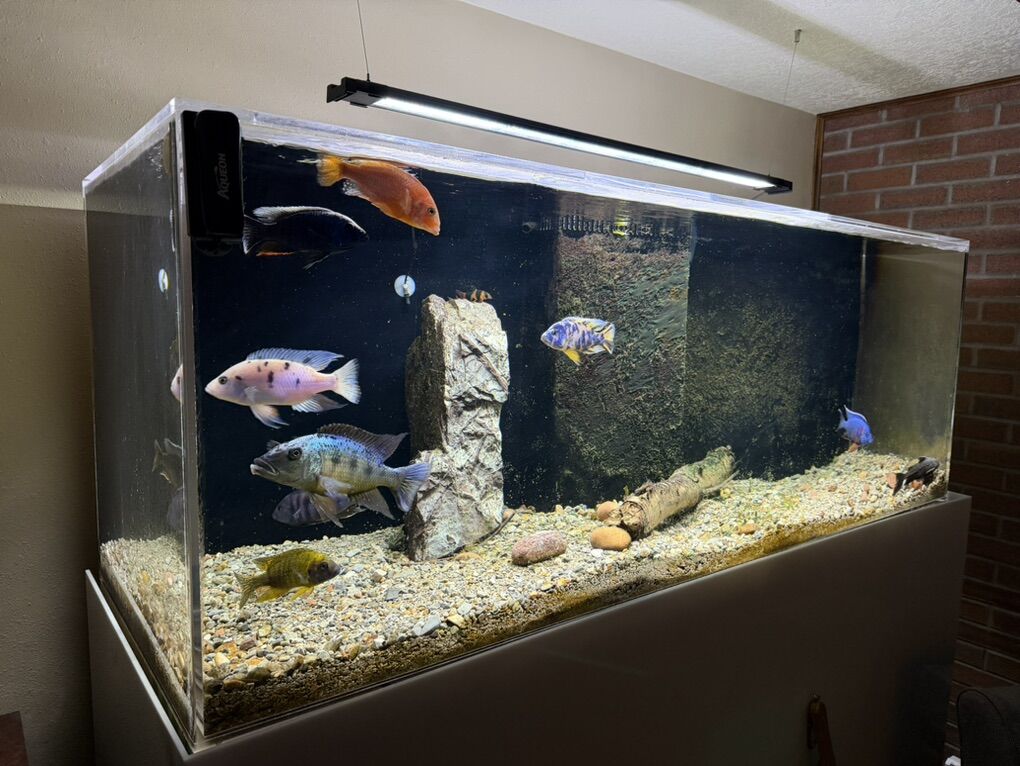 200g Acrylic Aquarium Fish Tank full setup