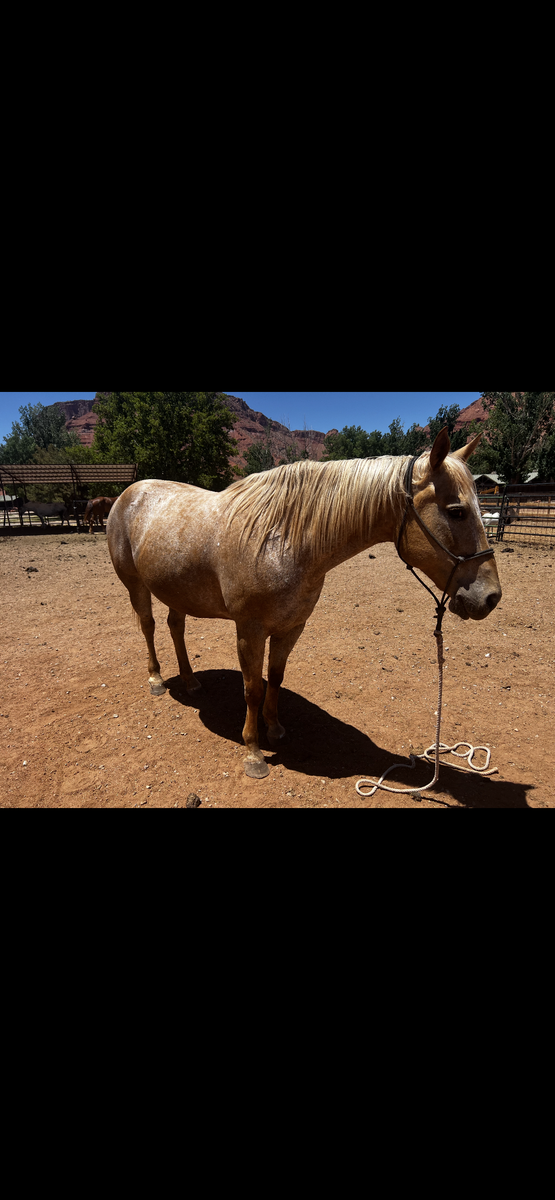Green Broke + registered Appaloosa