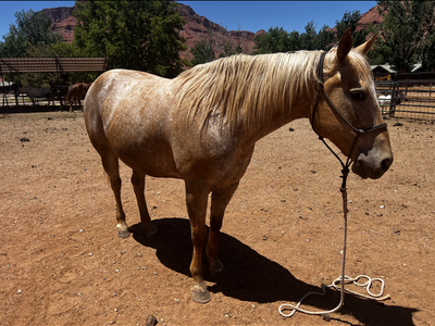 Green Broke + registered Appaloosa