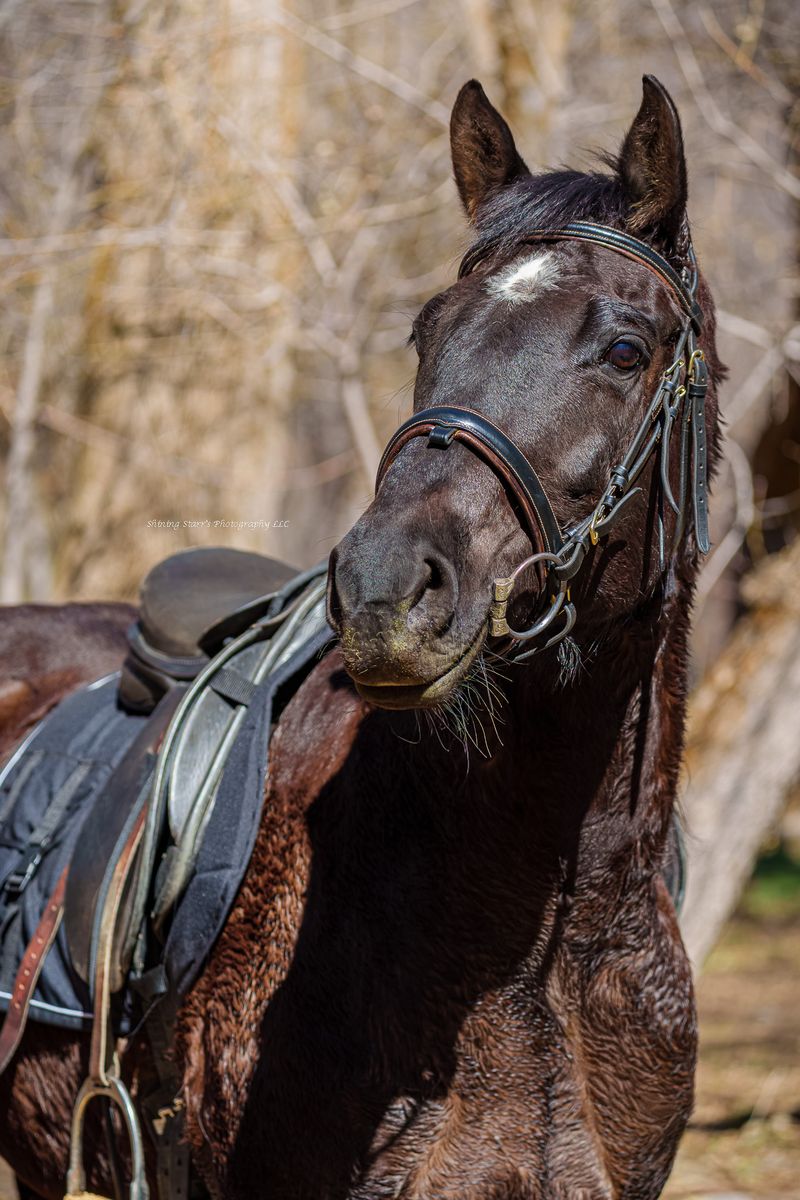 PART-LEASE / HALF-LEASE OPPORTUNITY – Experienced, Responsive Quarter Horse Mare | NOT FOR SALE | PRICE AND LOCATION IN AD