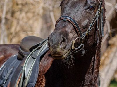 PART-LEASE / HALF-LEASE OPPORTUNITY – Experienced, Responsive Quarter Horse Mare | NOT FOR SALE | PRICE AND LOCATION IN AD
