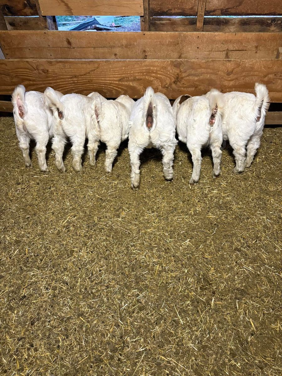 4h boar goats
