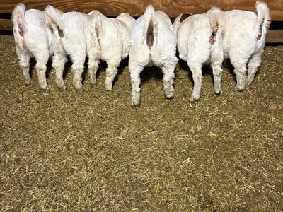 4h boar goats