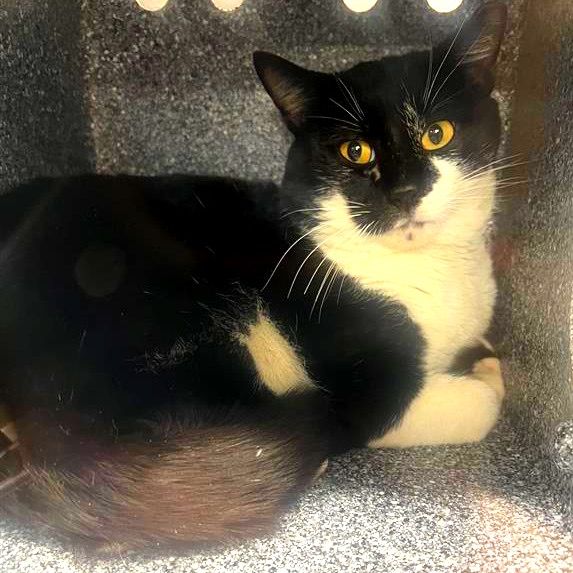 Hello my name is Turnip