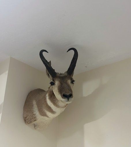 REAL Brong Horn - in great condition