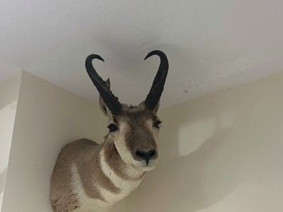 REAL Brong Horn - in great condition