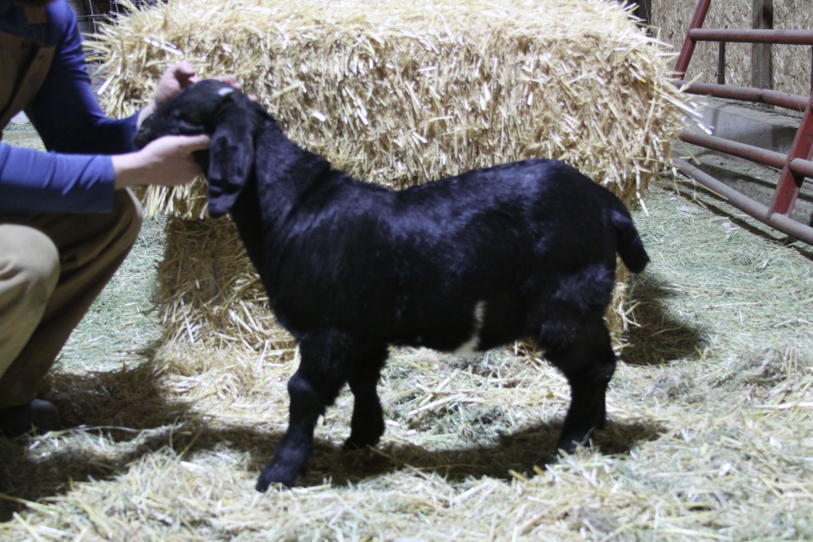 Dapple Boar Buck/whether