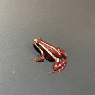 Santa Isabel Dart Frogs