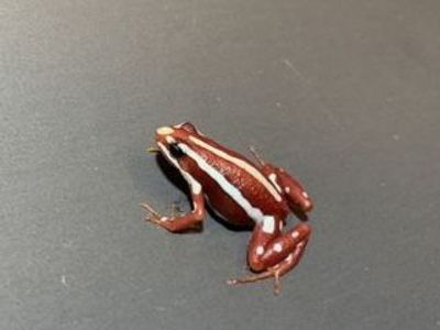 Santa Isabel Dart Frogs