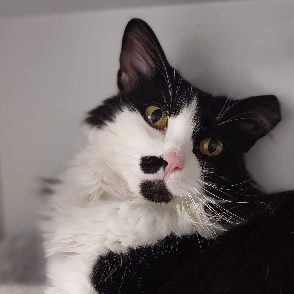 Hello my name is Sir Chunks