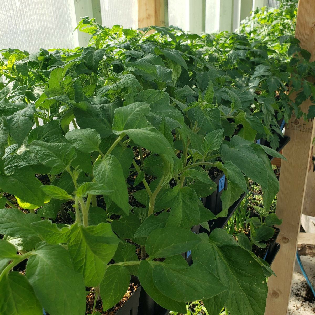 Garden Starts- Tomatoes, Peppers, Onions, Squash