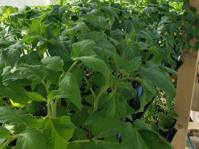 Garden Starts- Tomatoes, Peppers, Onions, Squash