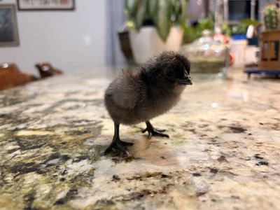 Day Old Ayam Cemani Chicks