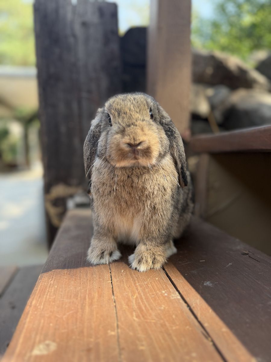 Free Holland Lops