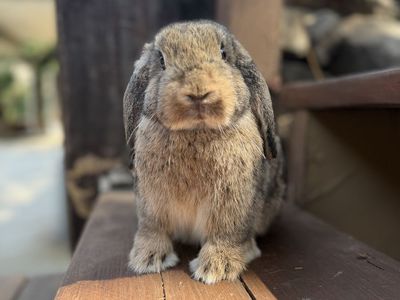 Free Holland Lops