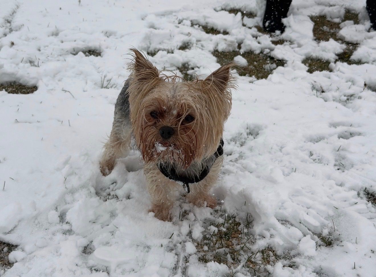 Yorkie Re-homing