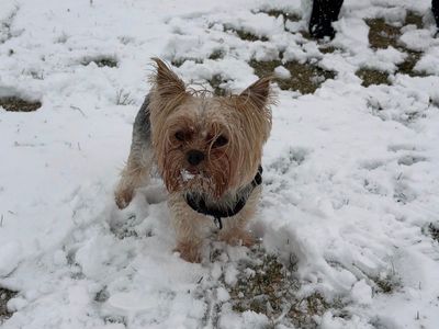 Yorkie Re-homing