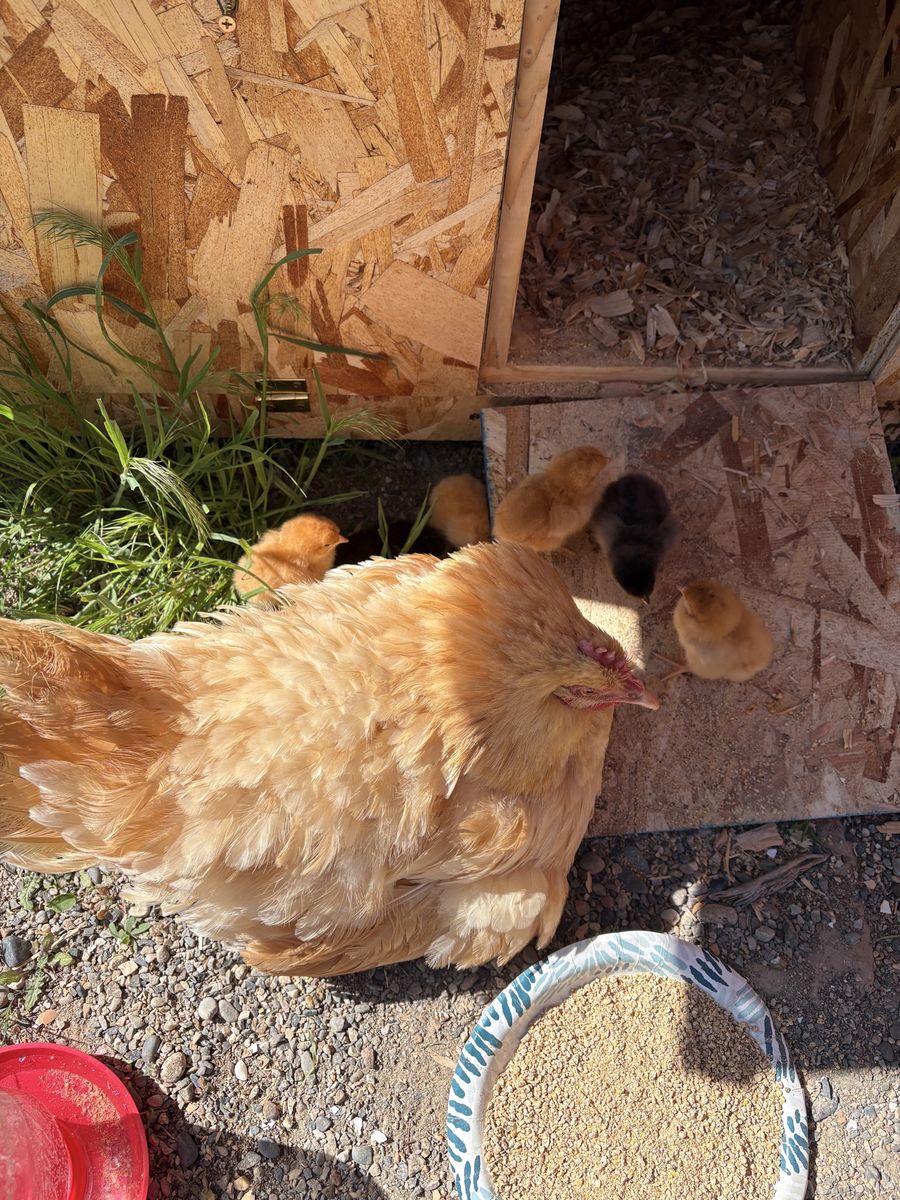 Adorable Baby Chicks for Sale - Buff Orpington and Mix, Great for Your Flock!