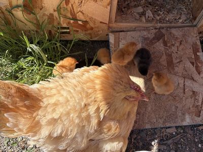 Adorable Baby Chicks for Sale - Buff Orpington and Mix, Great for Your Flock!