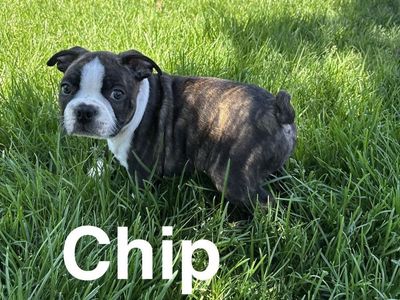 “Meet Gus, Chip, Rex, Flora & Nala! Five adorable purebred Boston Terrier puppies looking for their forever families. ️