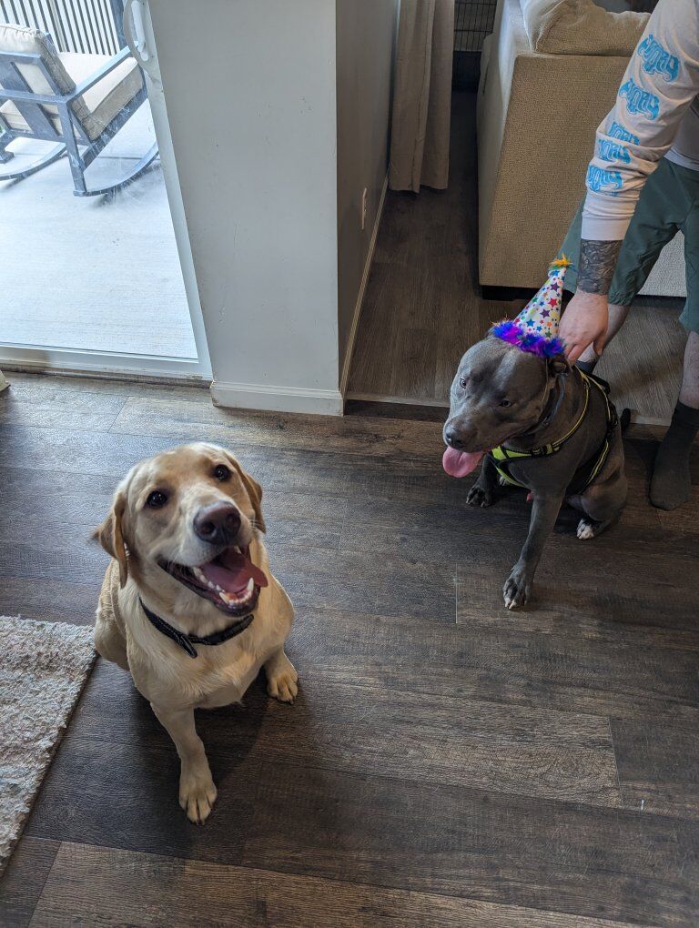 2 year old Labrador Retriever