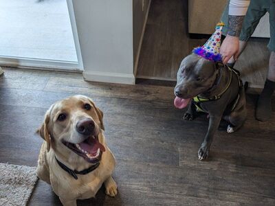 2 year old Labrador Retriever