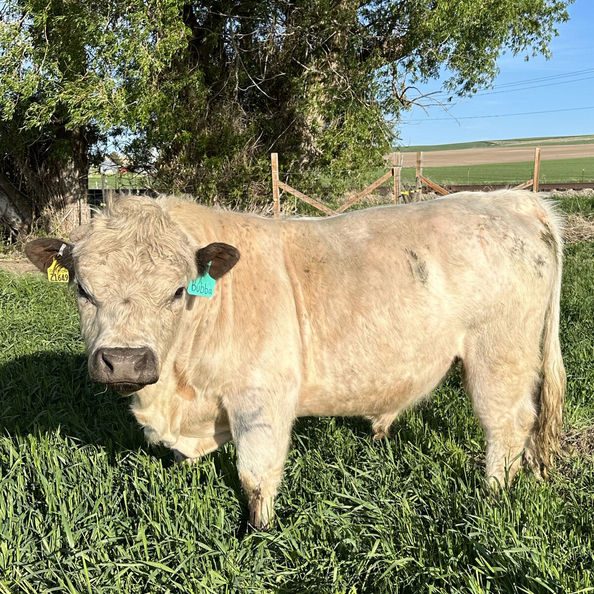 Highpark Semen Straws