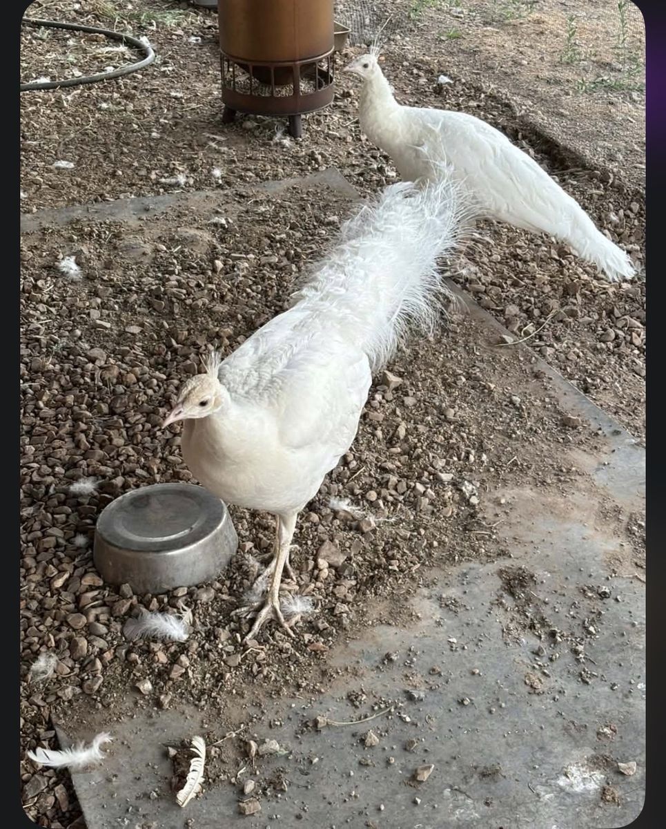 White peacocks for sale