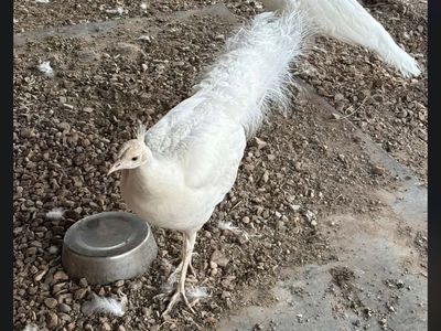 White peacocks for sale