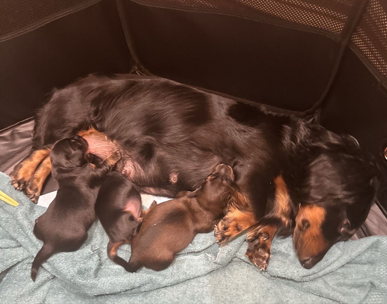Purebred Long haired dachshund puppies.